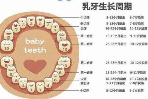 人有多少牙|我们的牙齿多少颗才算是正常的？28颗还是32颗？